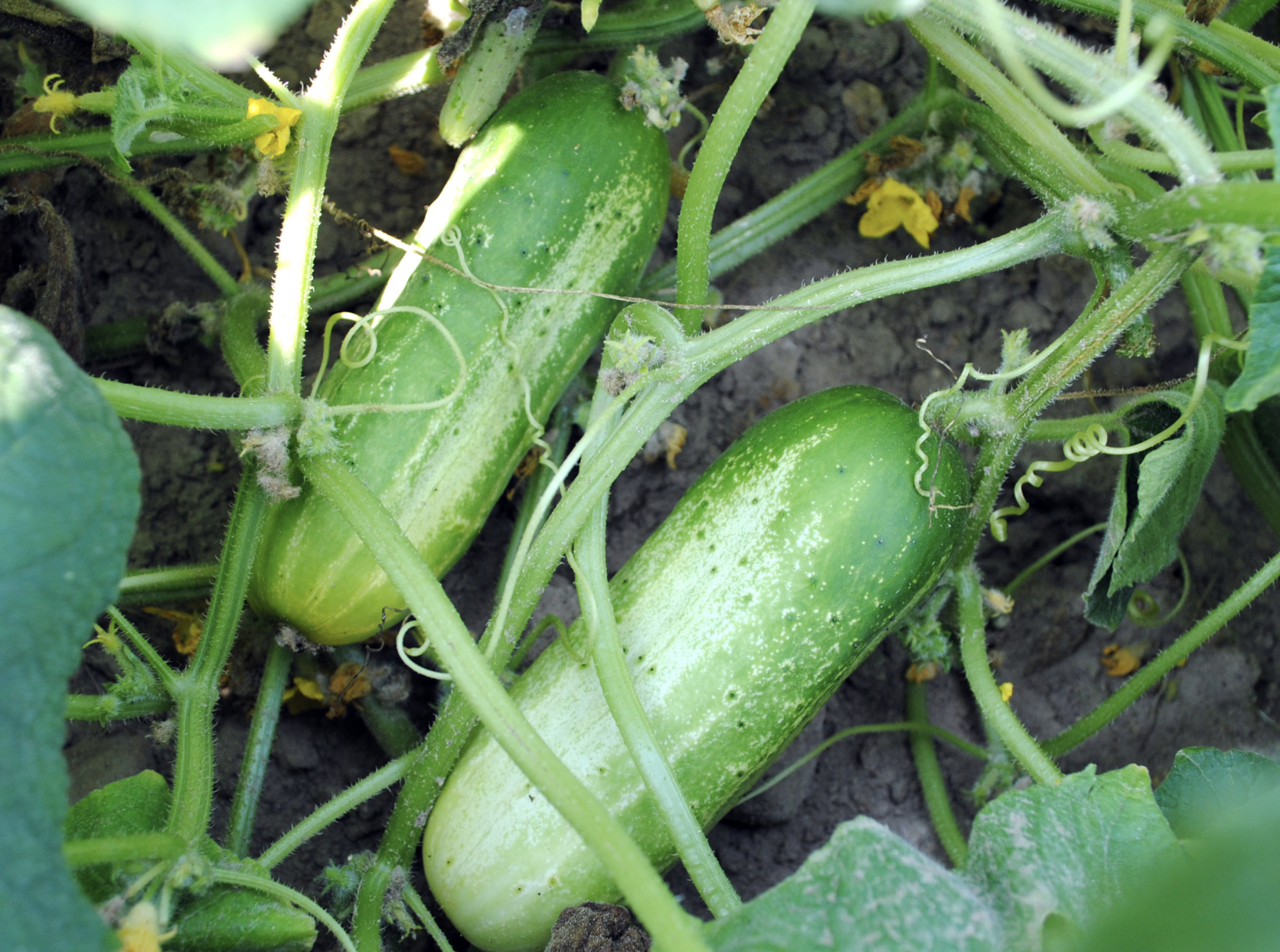 Boston Pickling Pickling Cucumbers on plant